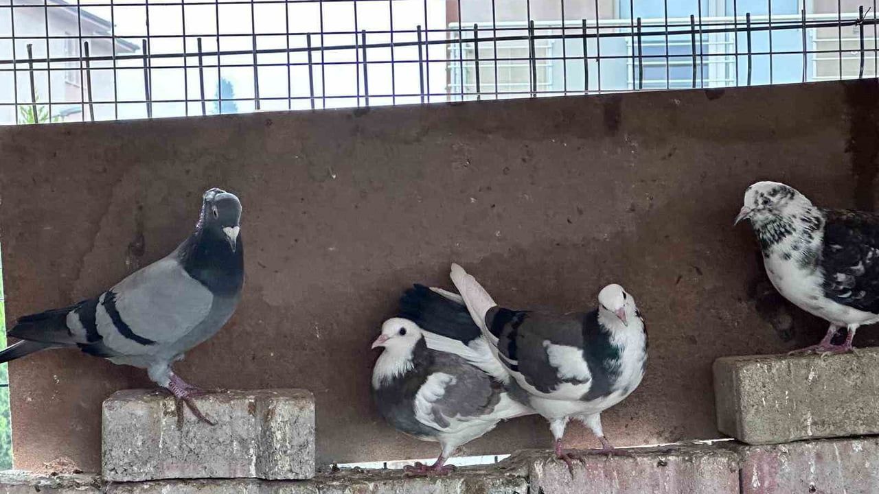 Buldan Gençlik Merkezi'nde Mini Hayvanat Bahçesi Kuruldu