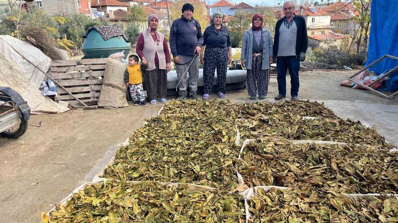 Buldan Türlübey'de tütün hasadı tamamlandı, kolileme başladı