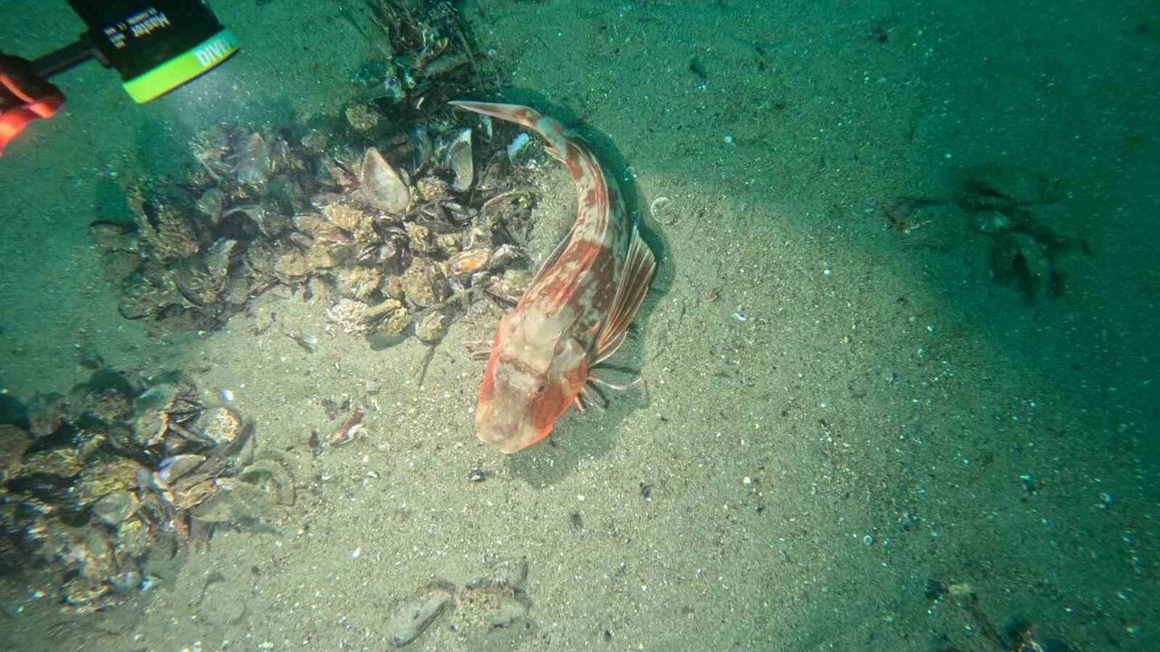 Bursa Büyükşehir 30 Noktada Marmara Denizi’nin Deniz Dibi Ekolojisini İnceledi