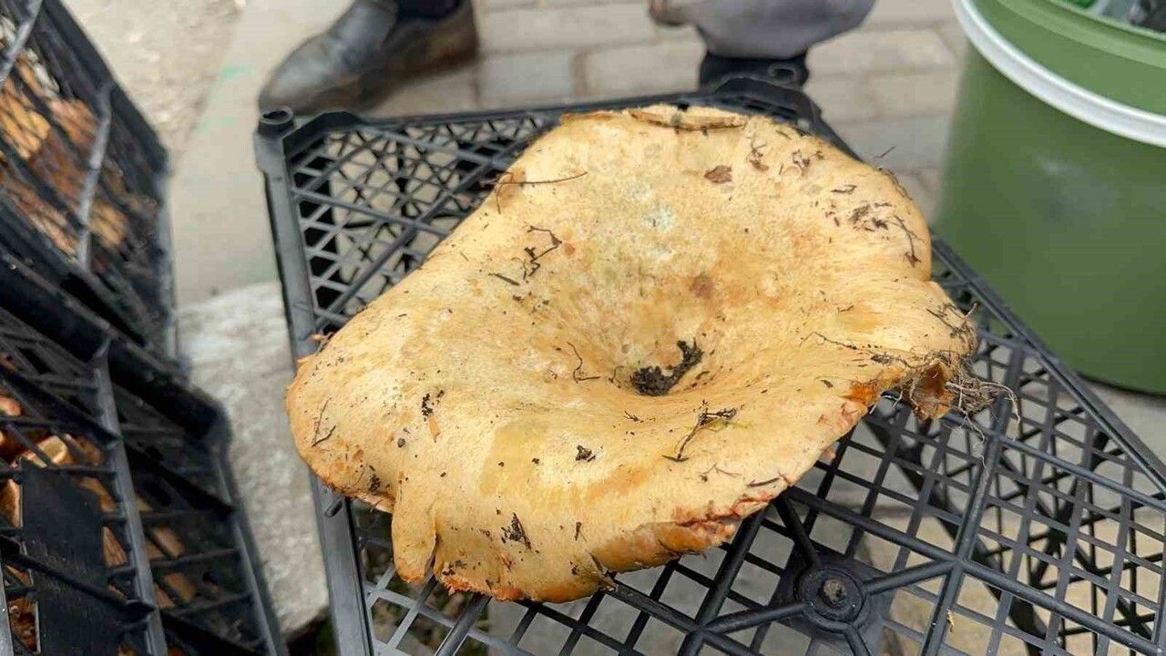 Bursa'da kanlıca mantarı bolluğu fiyatları 300 TL'den 100 TL'ye düşürdü