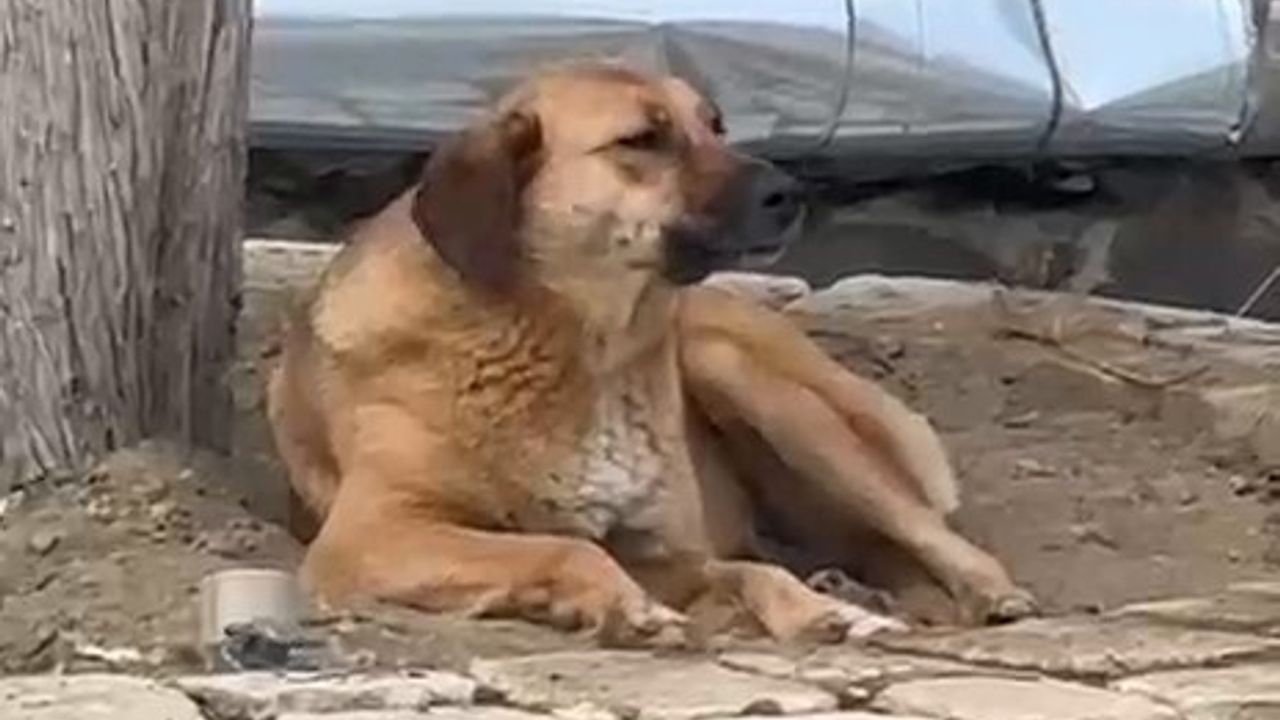 Bursa Hanlar Bölgesi'nde Ezanla Birlikte Uluyan Sokak Köpeği İlgi Çekti