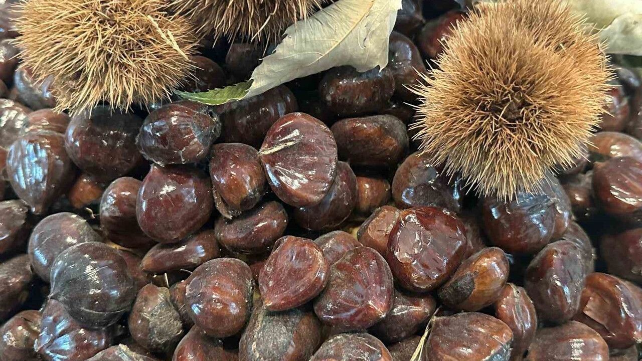 Bursa kestanesinin geleceği panelde ele alındı