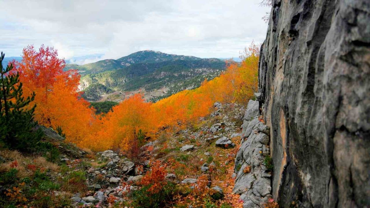Çameli'nin titrek kavak ormanları sonbahar ve kışta renk şöleni sunuyor