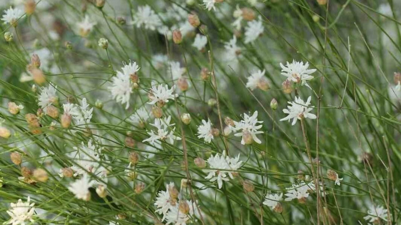 Çameli pelemiri (Cephalaria cameliensis) Türkiye florasına katıldı