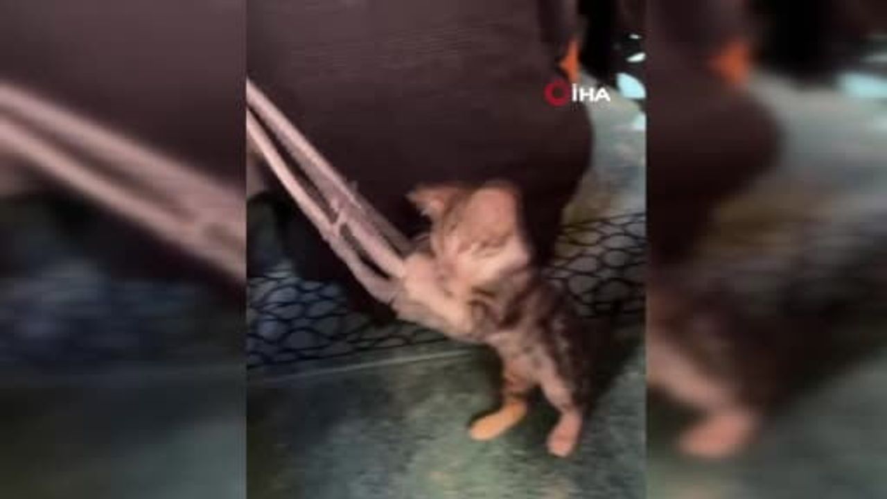 Cami içindeki yavru kedi vaaz sırasında cemaatle tesbihle oynadı, tebessüm ettirdi