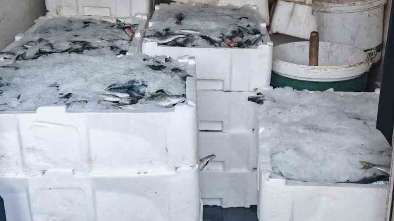 Çanakkale'de 525 kilogram balığa el konuldu