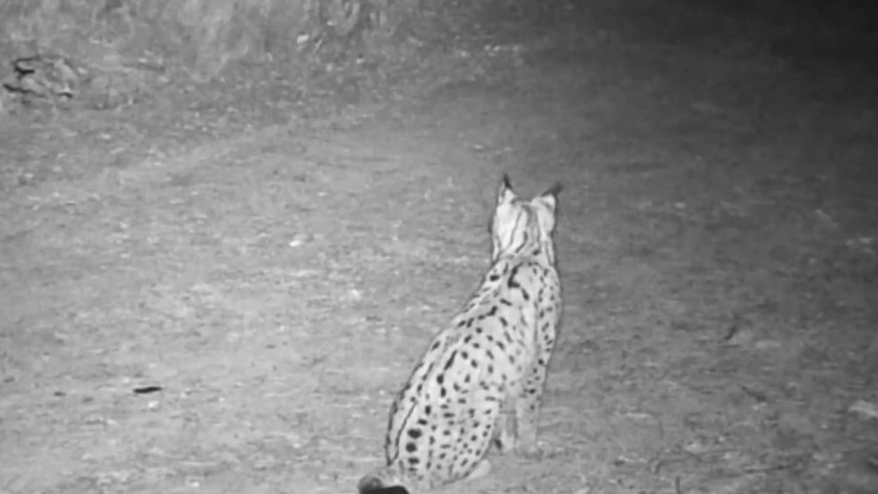 Çankırı'da 'ormanın hayaleti' vaşaklar fotokapanla görüntülendi
