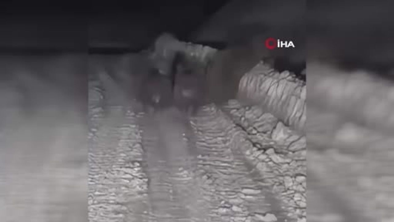 Çankırı Ilgaz'da Kış Uykusuna Yatamayan Ayılar Karla Kaplı Ormanda Görüntülendi