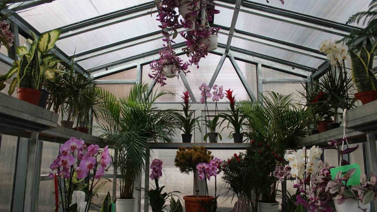 Çiçek Doktoru Ümit Ersan: Bitkilerle kurduğu bağ ve orkide tutkusu