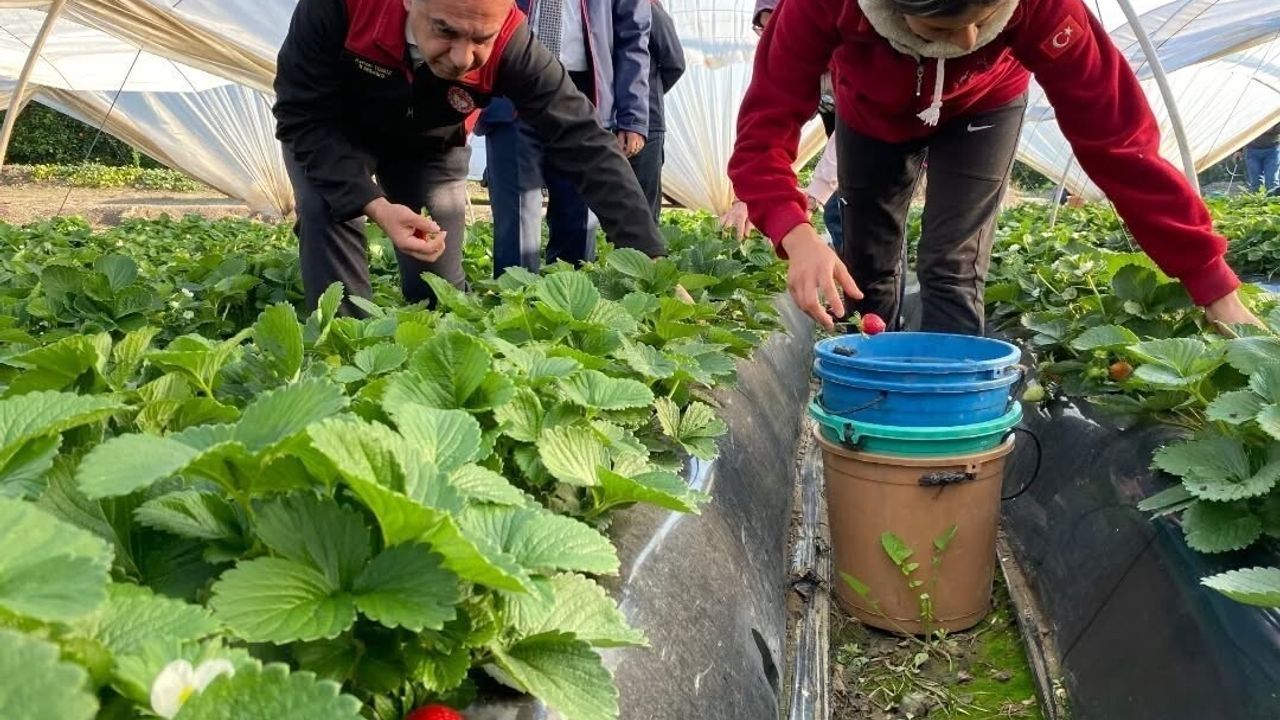 Coğrafi işaretli Sultanhisar Çileği'nde 2025 hasadı başladı