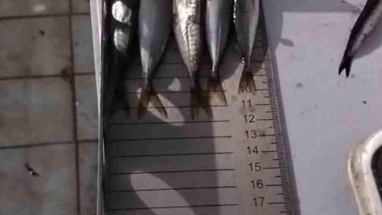 Çorlu’da küçük boy balık satan işletmeye idari işlem