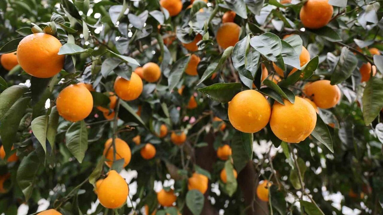 Çukurova'da 4 gün süren yağış çiftçiye nefes aldırdı