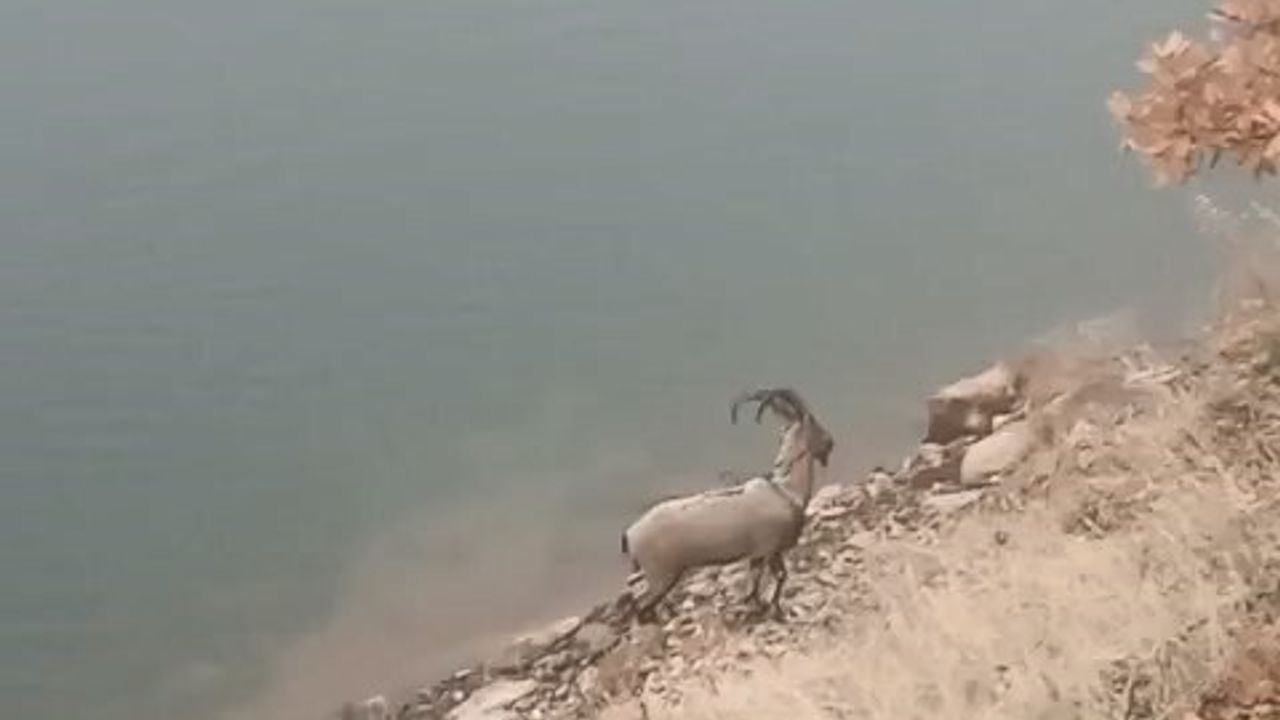 Dağ keçisi Özlüce Baraj Gölü'nde yüzme anlarıyla görüntülendi