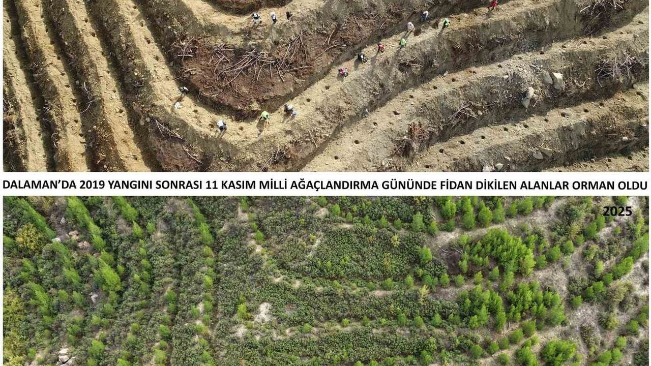 Dalaman’daki 2019 yangını 6 yılda yeniden ormanlaştı