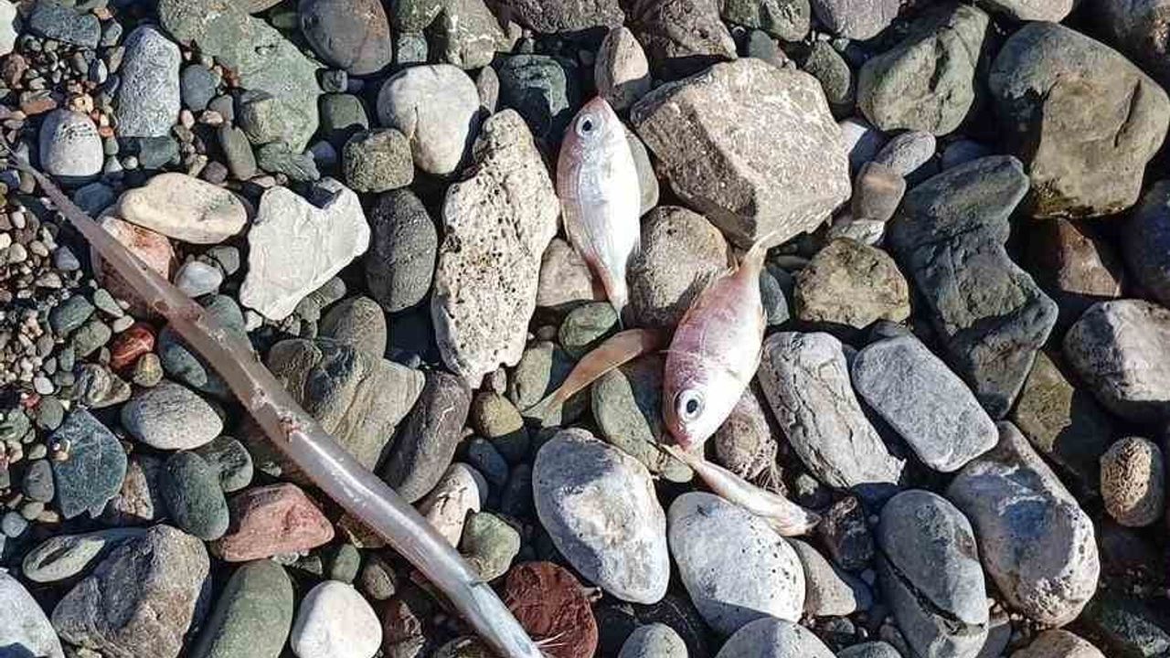 Datça Burgaz sahiline çok sayıda ölü balık vurdu