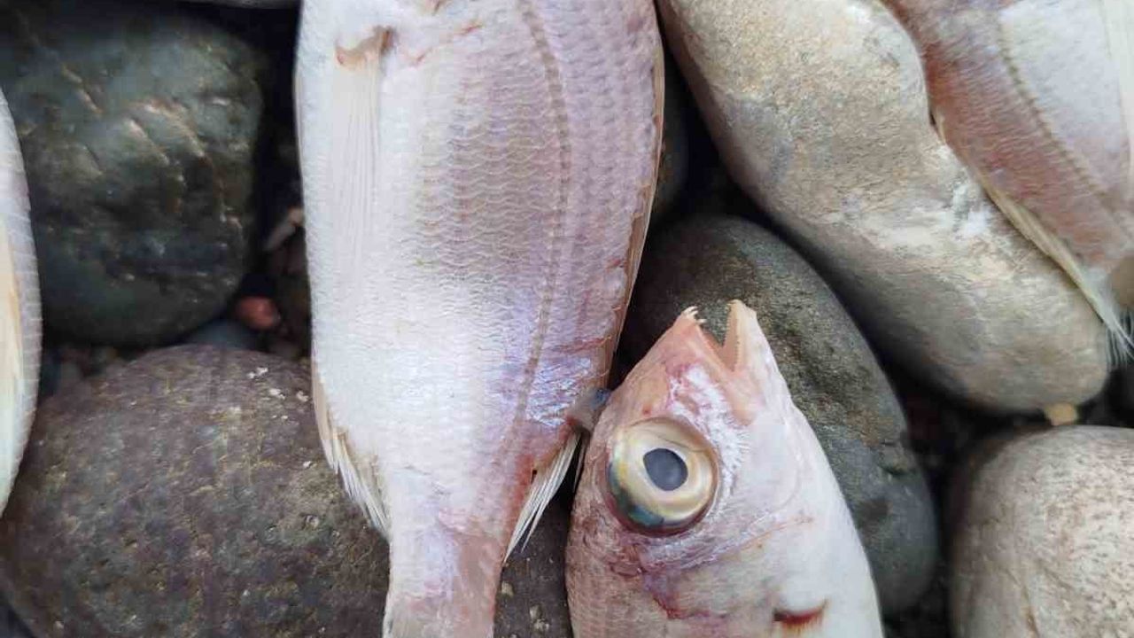 Datça sahilinde görülen balık ölümleri halk sağlığını tehdit etmiyor