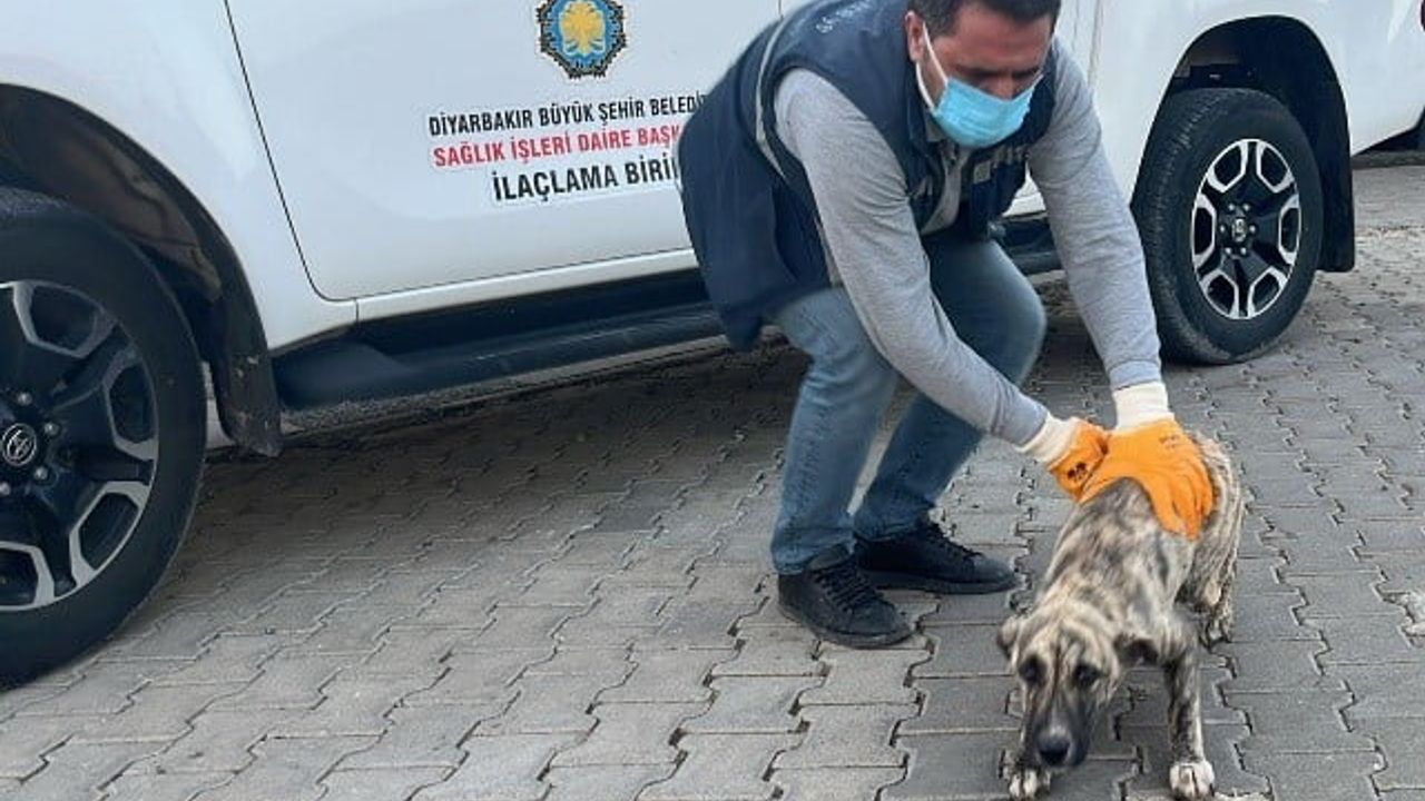 DBB Hayvan Bakımevi 2025’te 10 binin üzerinde ihbara müdahale etti