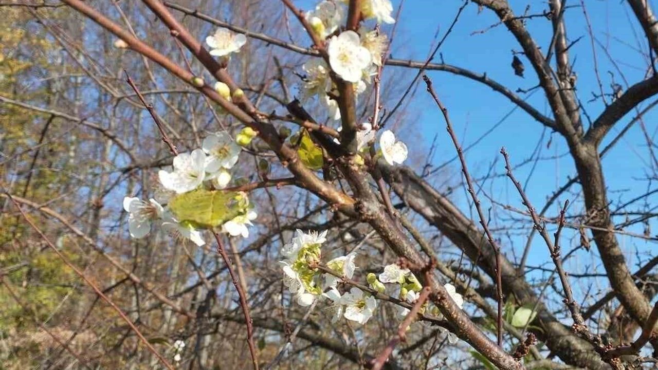 Değirmenyanı'nda Erik Ağacı Aralık'ta Beklenmedik Çiçek Açtı