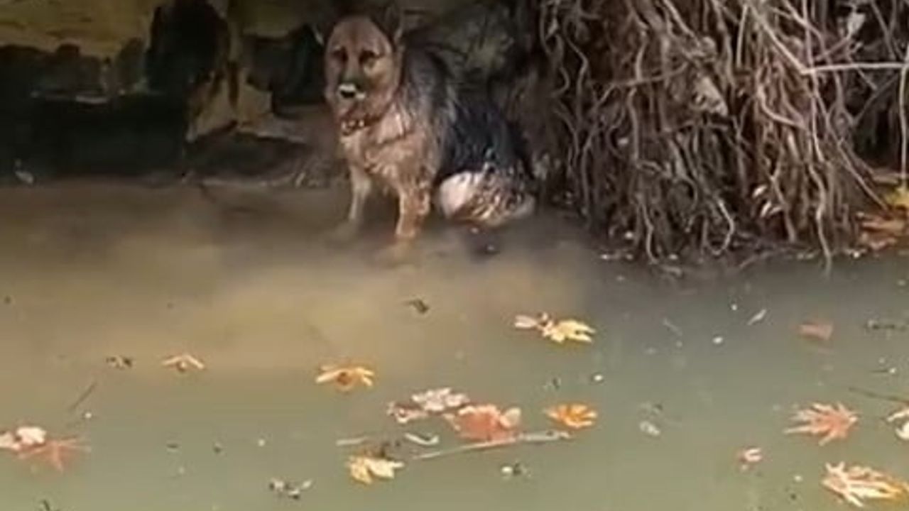 Dereye Düşen Köpek, Vatandaşın İhbarıyla Kurtarıldı