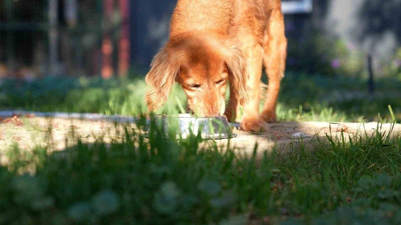 Didim'de gıda atıkları mama oluyor: Sokak hayvanlarına umut