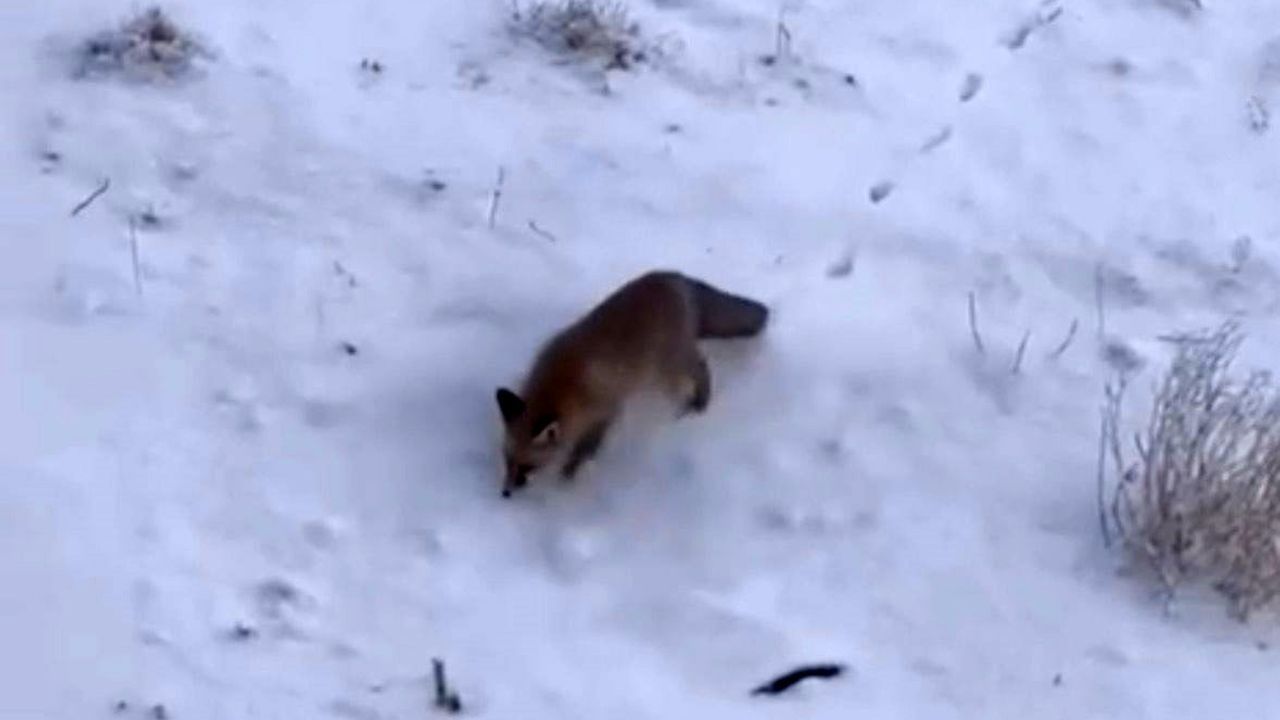 Diyadin'de kar ve soğuklar tilkileri ilçe merkezine indirdi