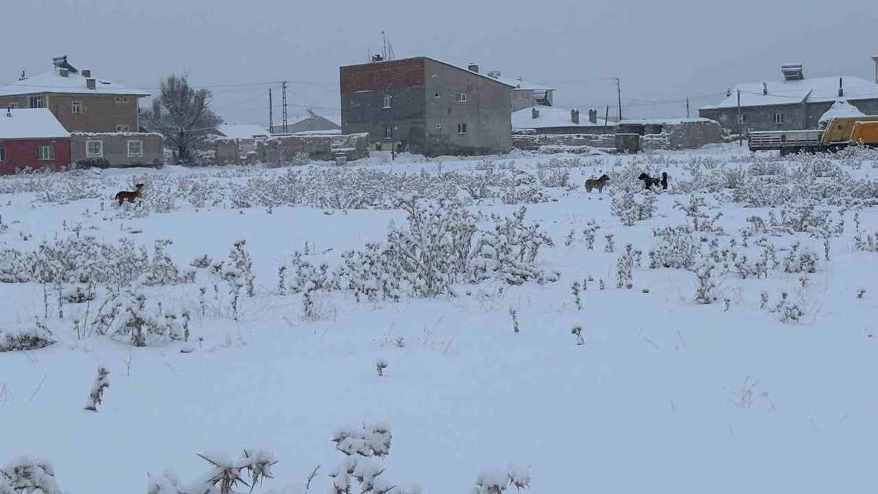 Diyadin’de Kışın Artan Başıboş Köpek Sorunu Okulları Tedirgin Ediyor