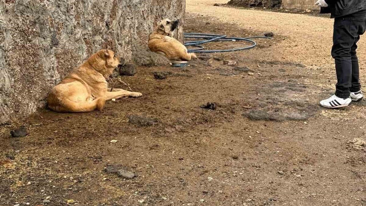 Diyarbakır Çınar'da sokak hayvanlarına kuduz aşısı uygulandı