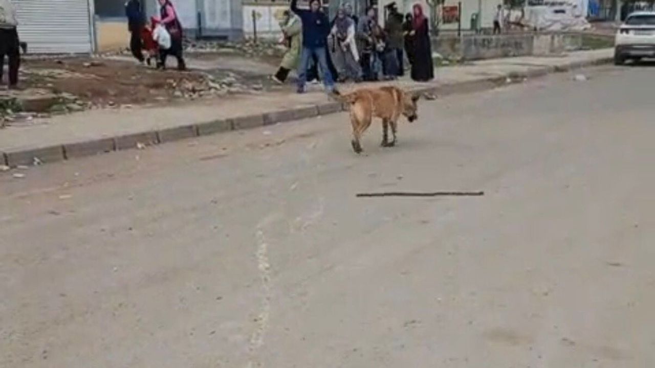 Diyarbakır'da başıboş köpek saldırısı: 2 yaralı