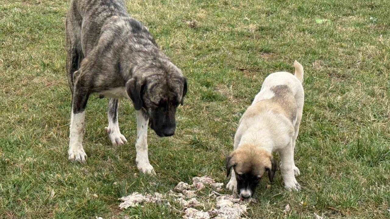 Diyarbakır'da sokak hayvanlarına adanan yaşam
