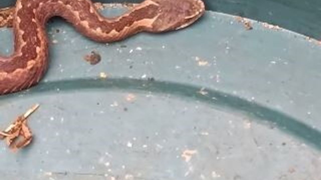 Doğu Karadeniz’de kış uykusu beklenen Kafkas engereği yerleşime indi