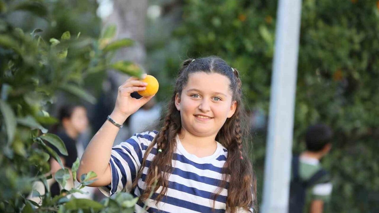 Dokumapark'taki portakallar öğrencilerle toplandı, halkla paylaşıldı