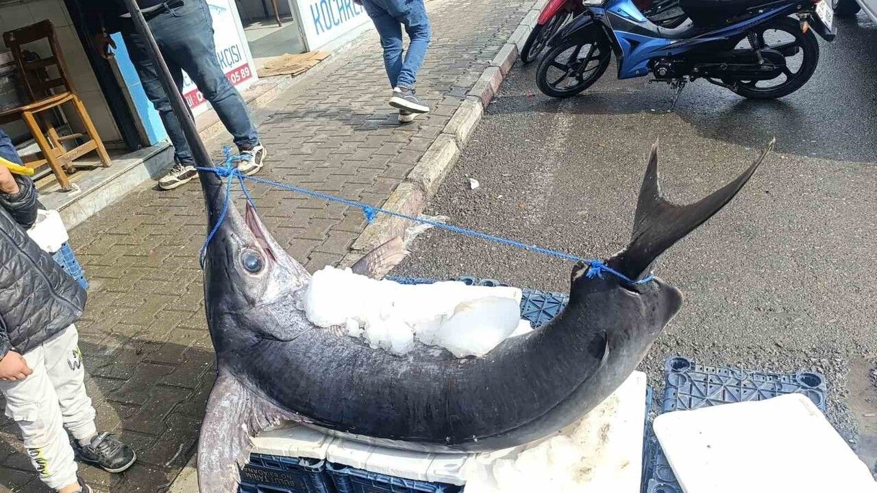 Dörtyol açıklarında 138 kilogramlık kılıç balığı ilgi odağı oldu