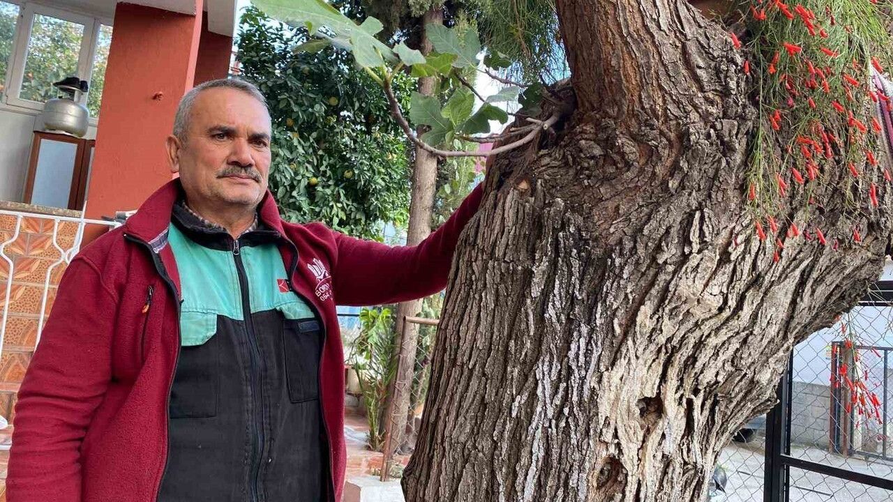 Dut gövdesinden incir çıktı — Osmaniye Düziçi'de ilginç doğa olayı