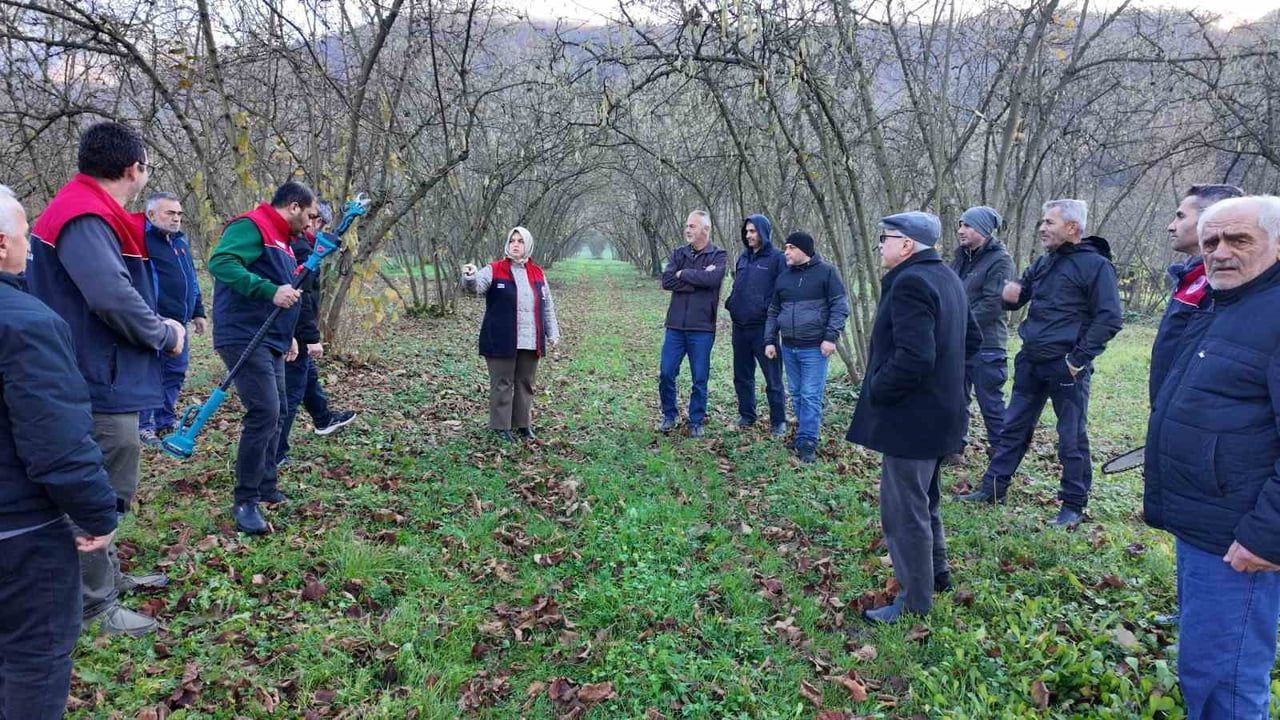 Düzce'de fındıkta budama eğitimiyle verim ve kalite artışı