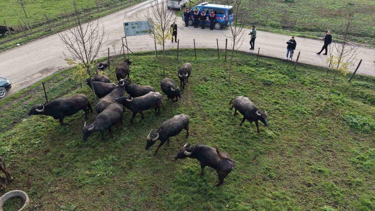 Düzce'de manda yetiştiriciliğine 17 damızlık boğa desteği