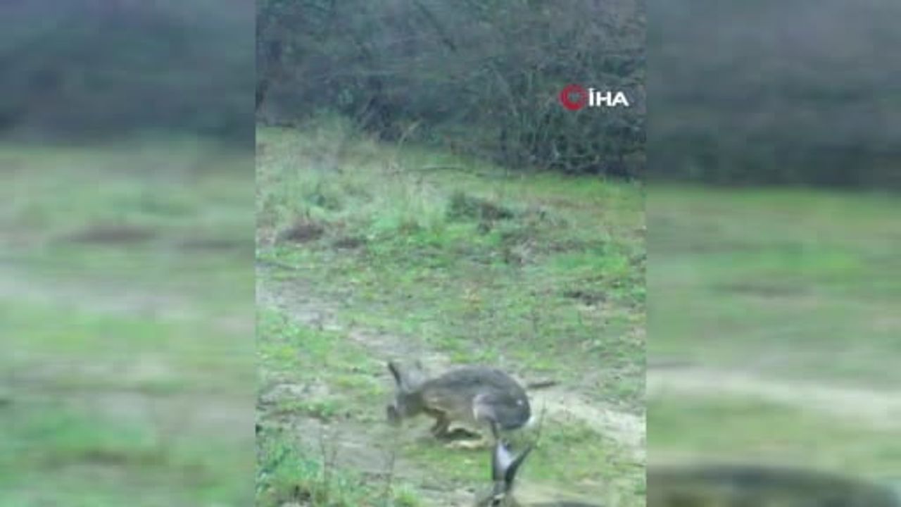 Edirne'de Fotokapana Yansıyan İki Yaban Tavşanı