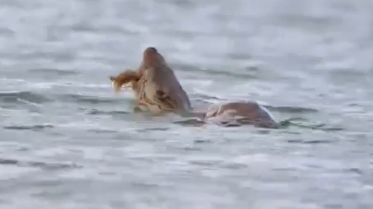 Eflani'de su samuru Bostancılar Göleti'nde kereviti yerken görüntülendi