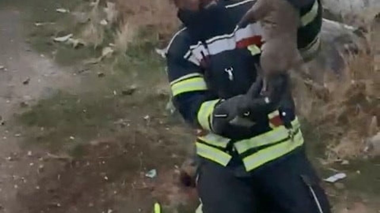 Elazığ Arındık'ta itfaiye iki yavru köpeği lağım çukurundan kurtardı