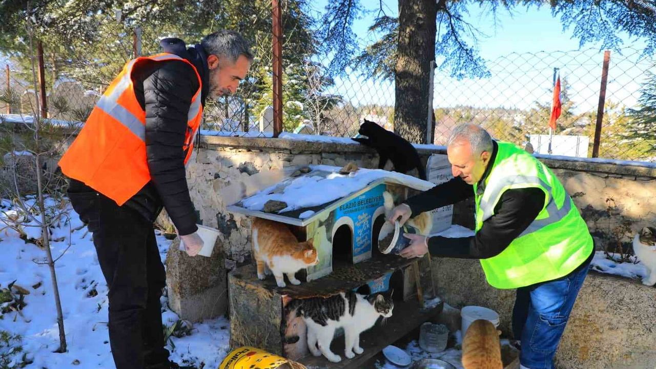 Elazığ Belediyesi Sokak ve Yaban Hayvanlarına Yem Bıraktı
