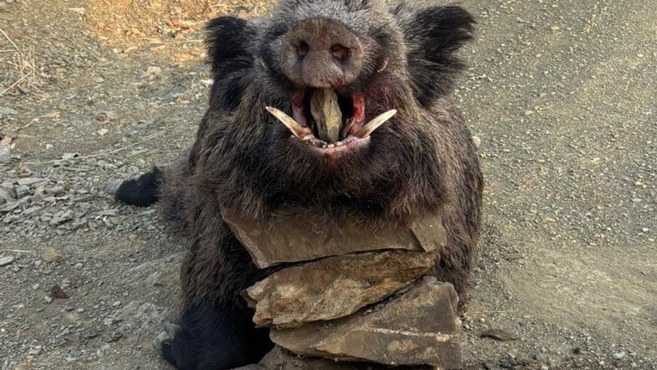 Elazığ'da dağlık alanda 200 kiloluk yaban domuzu avlandı