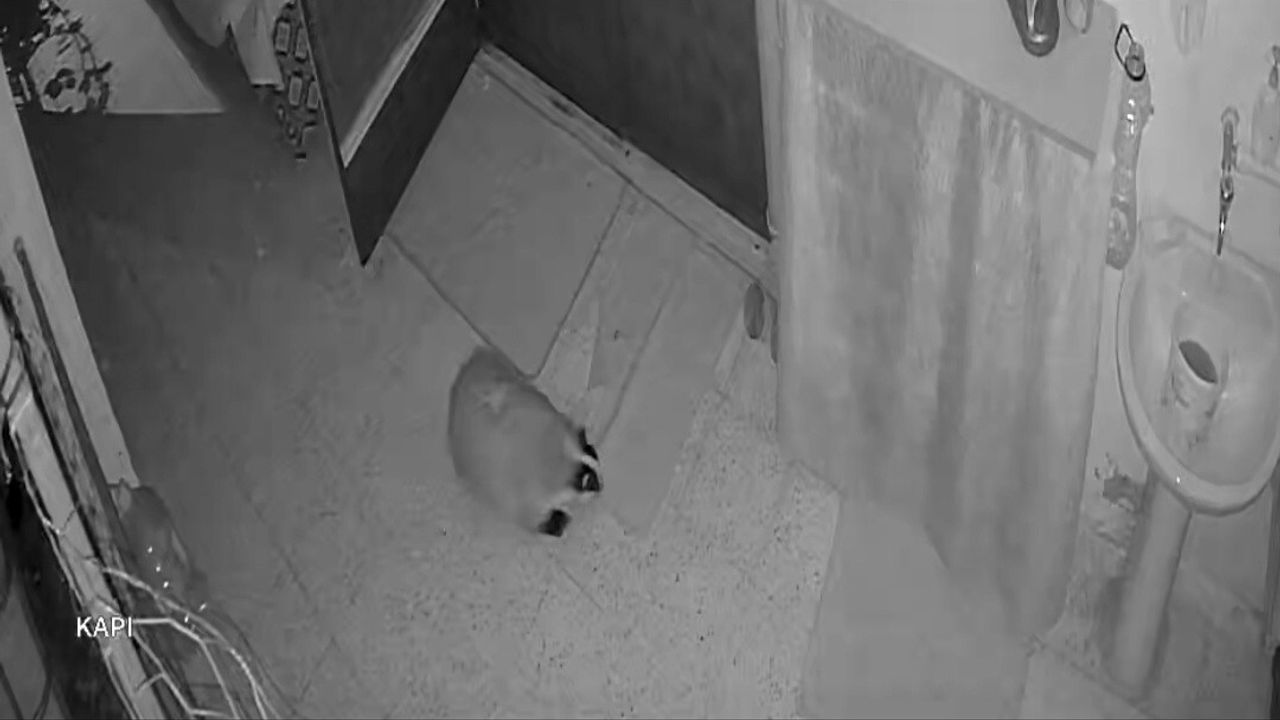 Elazığ'da kedilerin mamasını yiyen porsuğa karşı alarm kurdu