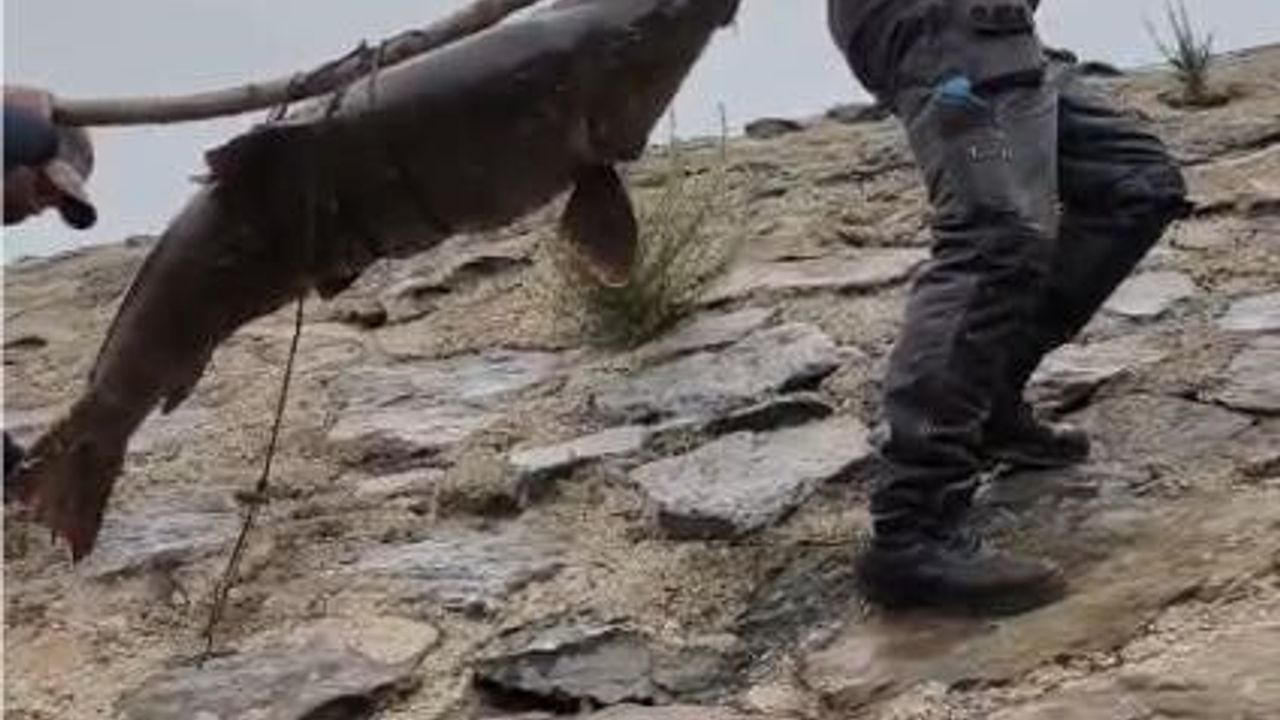 Elazığ’da Murat Nehri’nde 60 kiloluk dev turna balığı omuzlarda taşındı