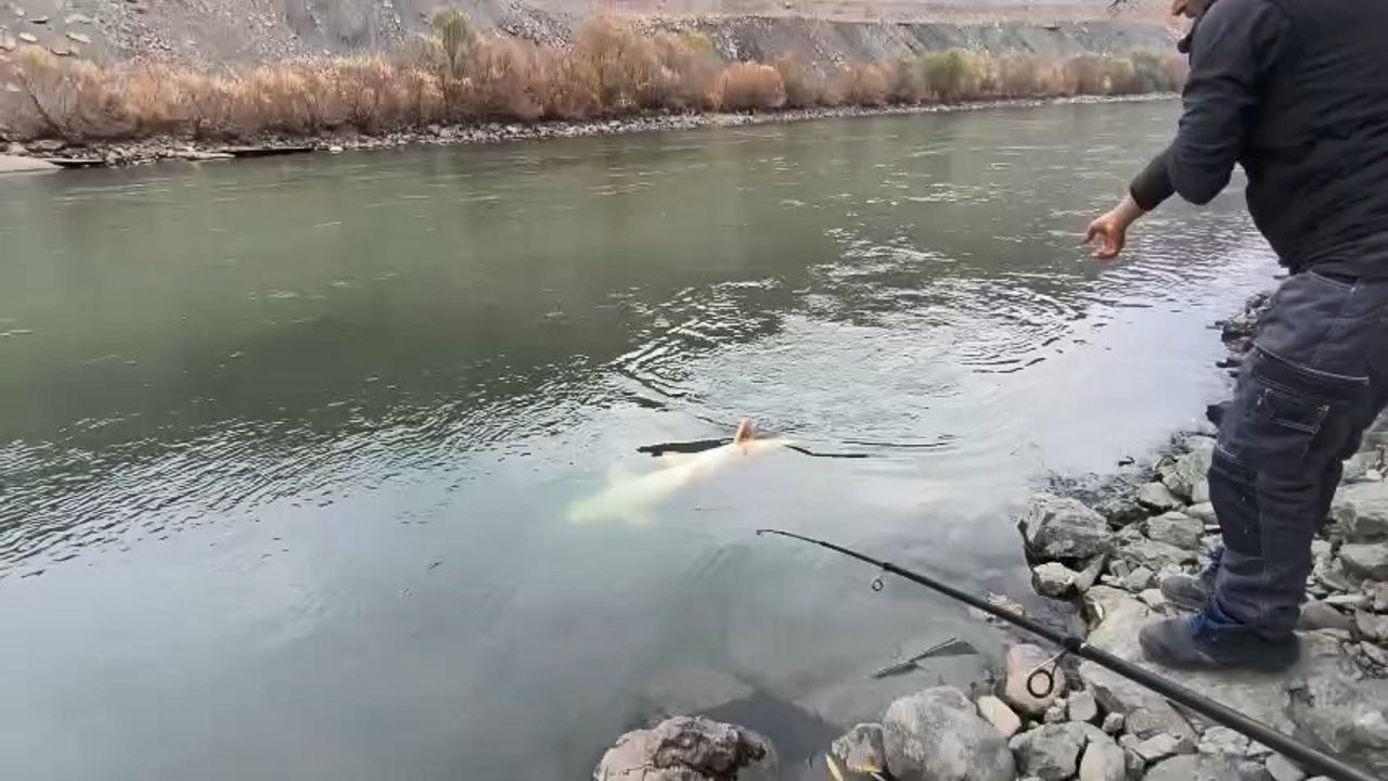 Elazığ'da Murat Nehri'nde 60 kiloluk dev turna balığı yakalandı