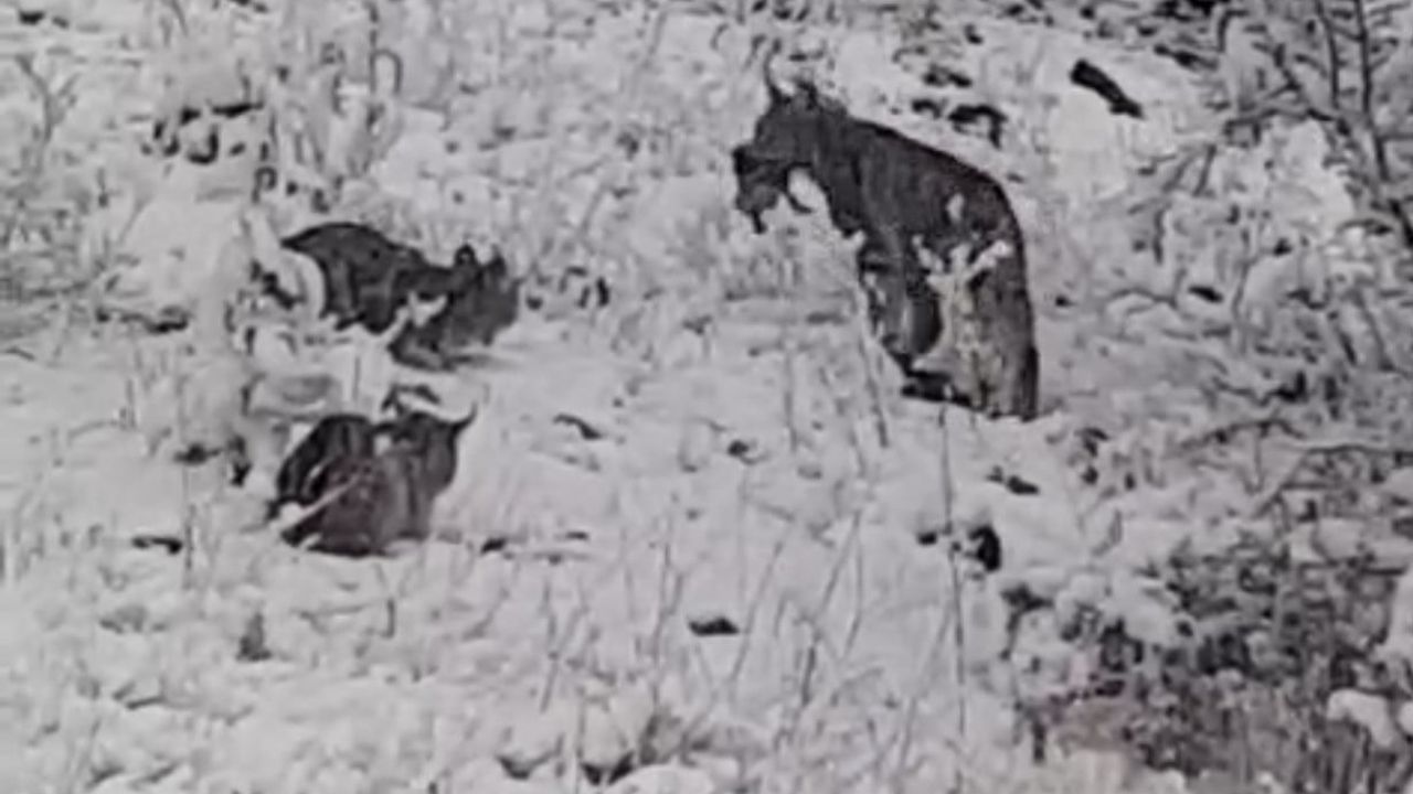 Elazığ’da vaşak ailesi keklik avında görüntülendi