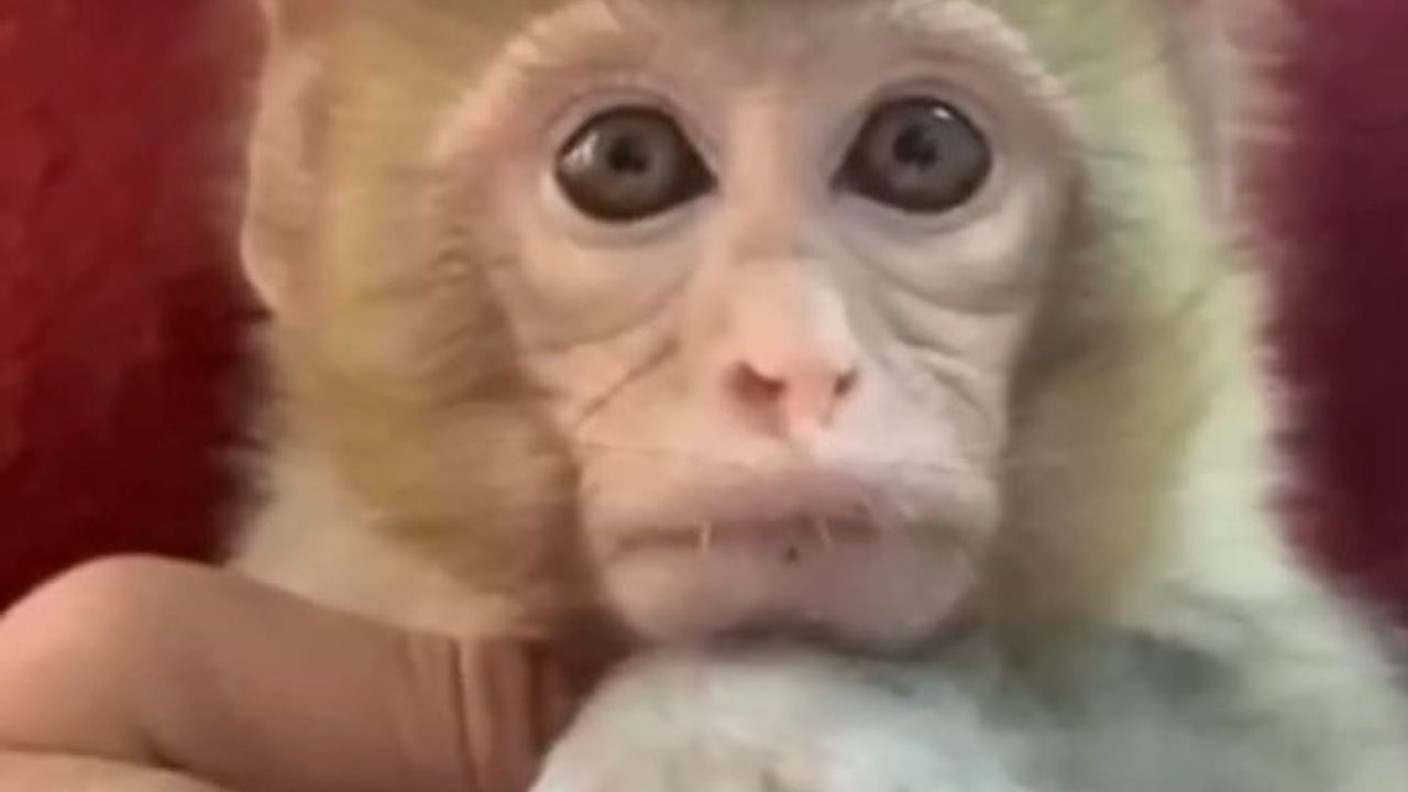 Elazığ'da yakalanan makak yavrusu koruma altında