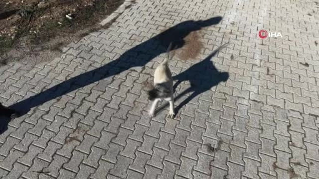 Elazığ'da yavru kangalın dronla karşılaşması