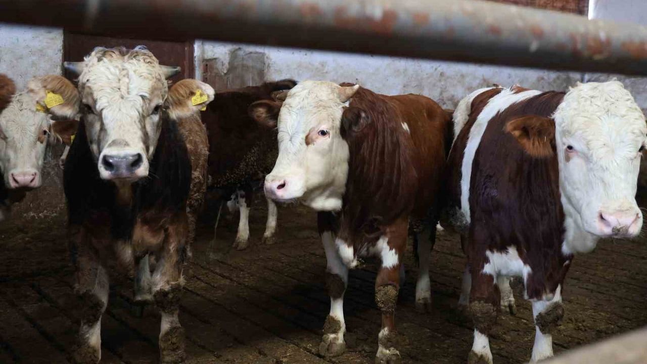 Elazığlı Üretici Ömer Erdem, TKDK Desteğiyle 300 Başlık Modern Çiftlik Kurdu