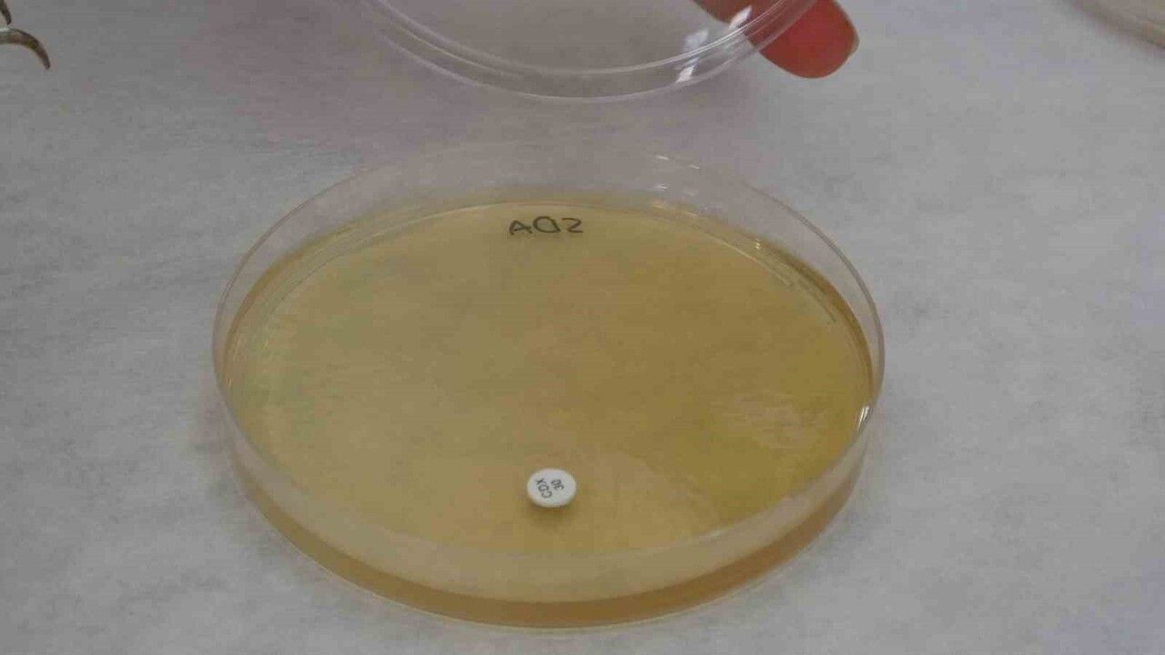 Endemik Malatya kantaronu, sarı kantarondan daha zengin çıktı