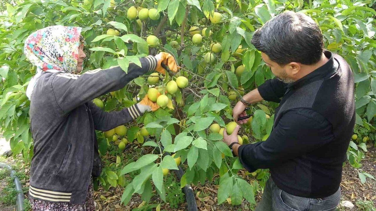 Erdemli’de Limon Hasadı Başladı: Binlerce Ailenin Geçim Kaynağı