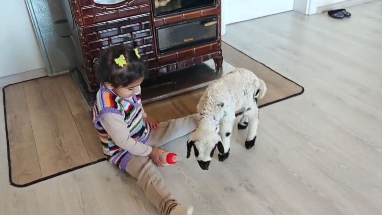 Erzincan’da 3 yaşındaki Ezo ile ‘Pırıl’ın şefkat dolu bağı